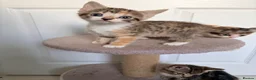 Mixed Breed cats for sale: 4 gorgeous kittens  - Advert 3