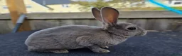 Mixed Breed rabbits for sale: A few breeds and age of rabbits  - Advert 6