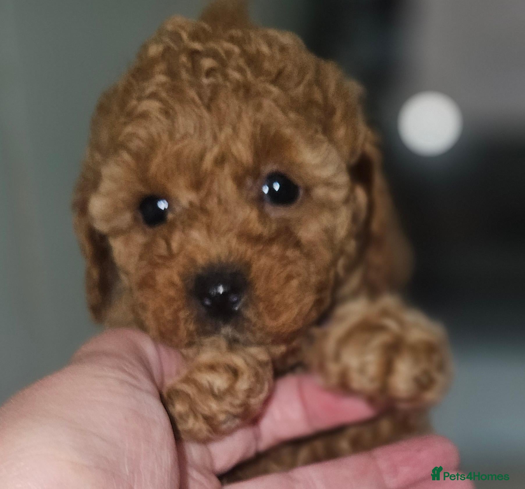 Toy Poodle dogs Licensed breeder kc reg Girl available  - Advert 2