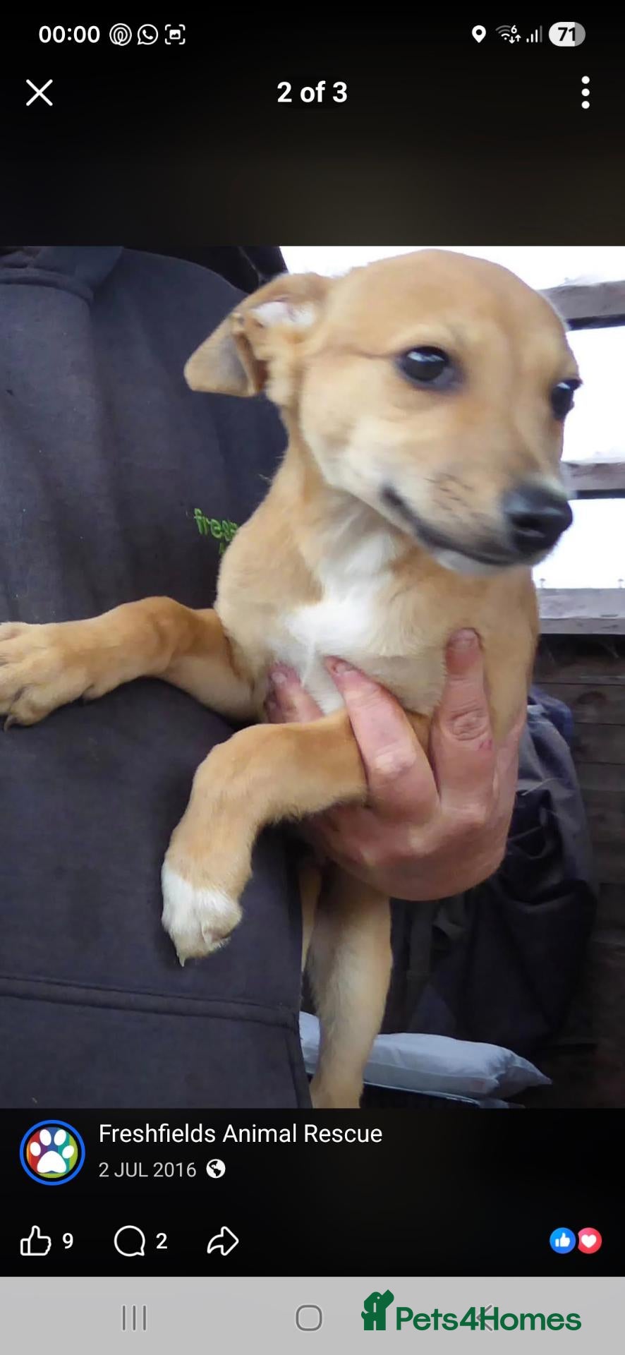 Mixed Breed dogs Lovely lively female lurcher  - Advert 2
