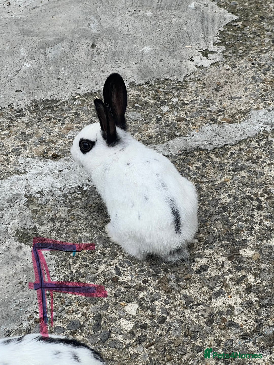 English Spot rabbits for sale: 3 (8weeks old) Beautiful baby Rabbits for Sale - Image 12