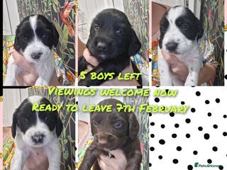 Mixed Breed dogs ☆six beautiful male puppys seeking forever homes☆ - Advert 10