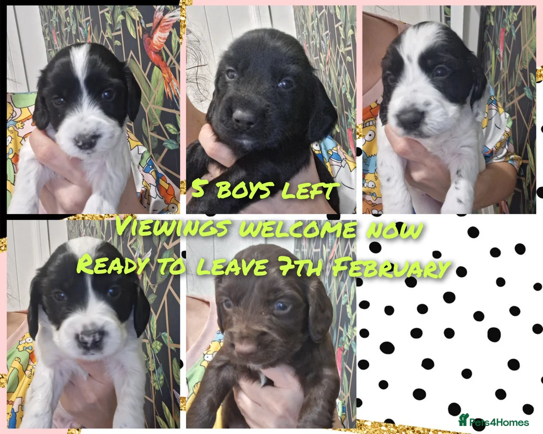 Mixed Breed dogs for sale: ☆six beautiful male puppys seeking forever homes☆ - Advert 2