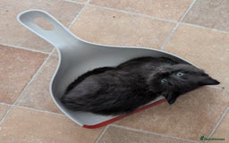 Mixed Breed cats for sale: Exquisite Luxe black kittens - Image 3