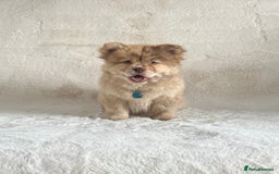 Chow Chow dogs for sale: Exotic colour chowsky puppies for sale  - Image 1