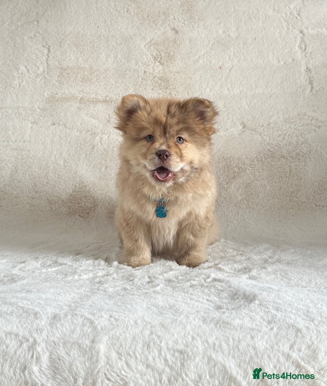 Chow Chow dogs for sale: Exotic colour chowsky puppies for sale  - Image 1