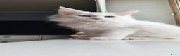 Maine Coon cats for sale: Snow & Fire Maine Coon Kittens GCCF - Advert 8