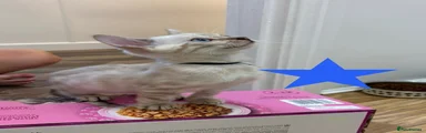 Bengal 1
