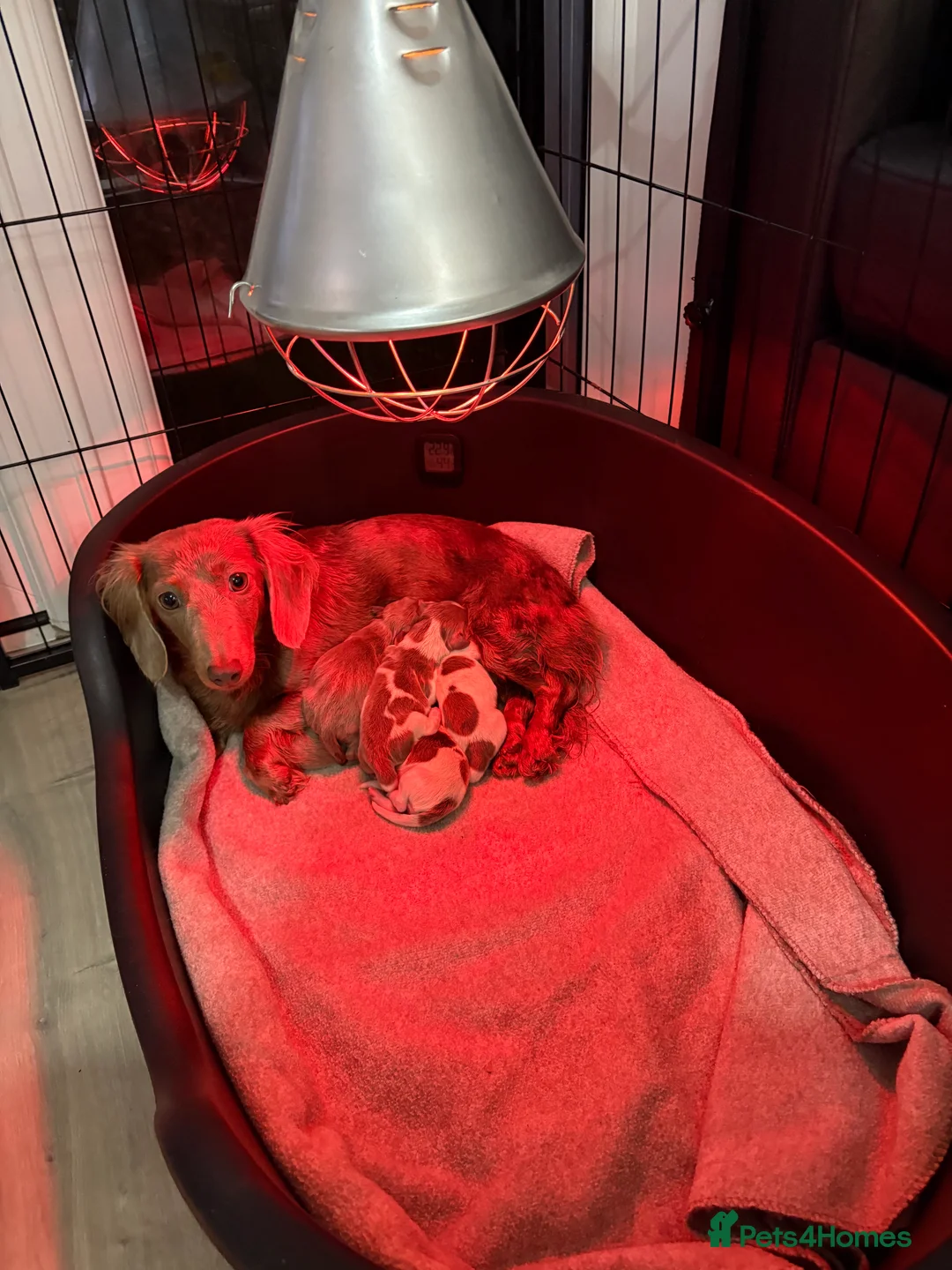 Miniature Dachshund dogs for sale: Stunning KC litter of Longhaired Minnies  - Advert 8