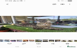 Sphynx cats for sale: Sphynx maincoon mix - Image 10