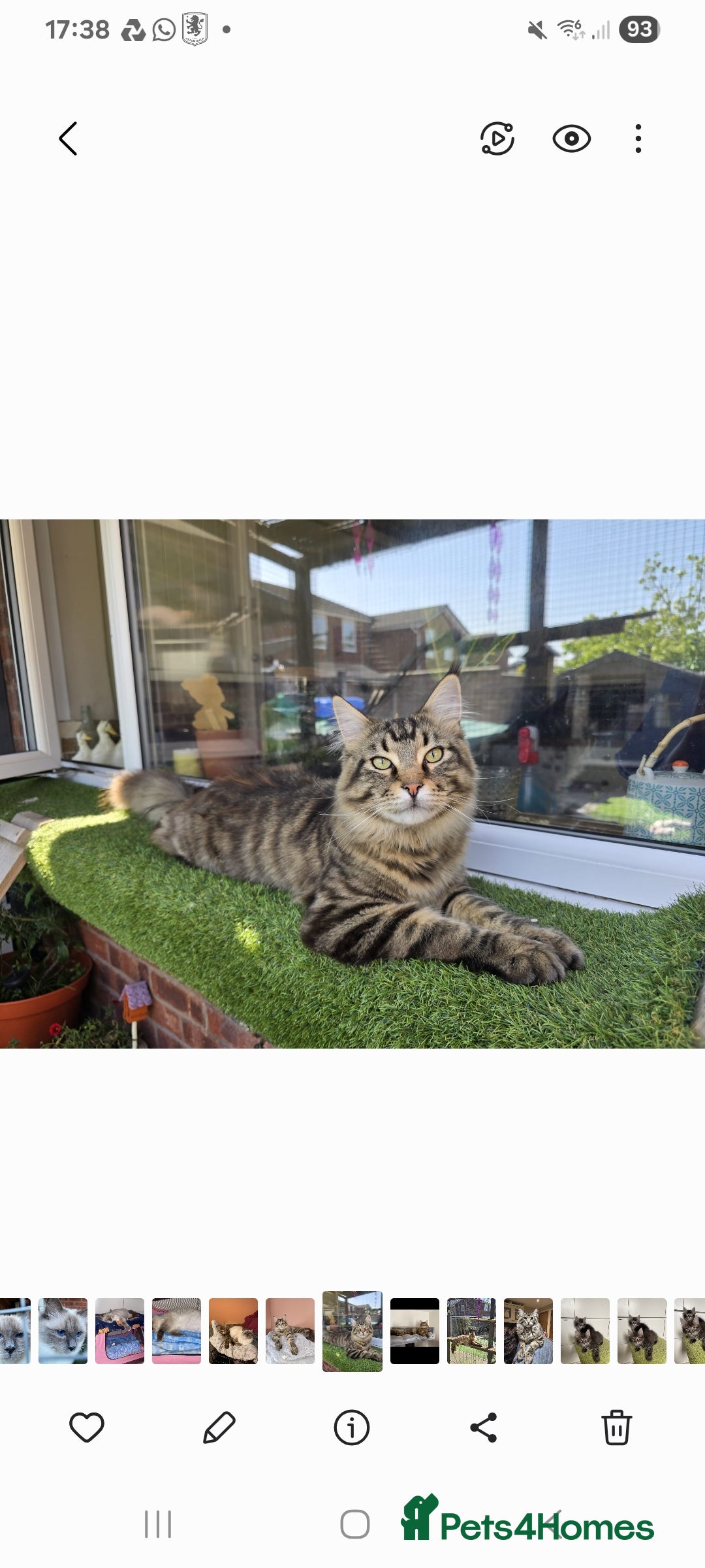 Sphynx cats for sale: Sphynx maincoon mix - Image 10