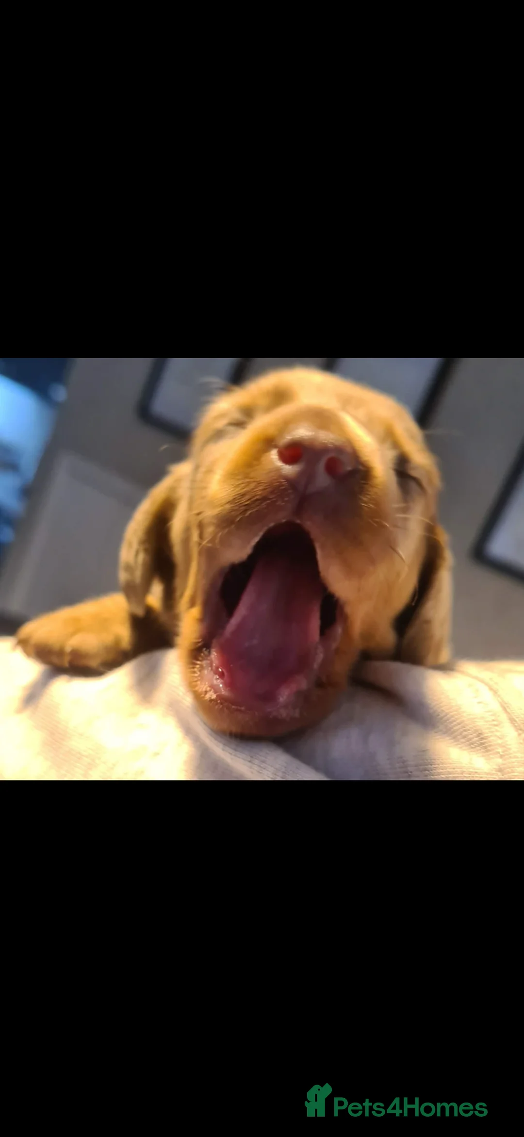 Miniature Dachshund dogs for sale: miniature daschaund pupils  in Darlington - Advert 9