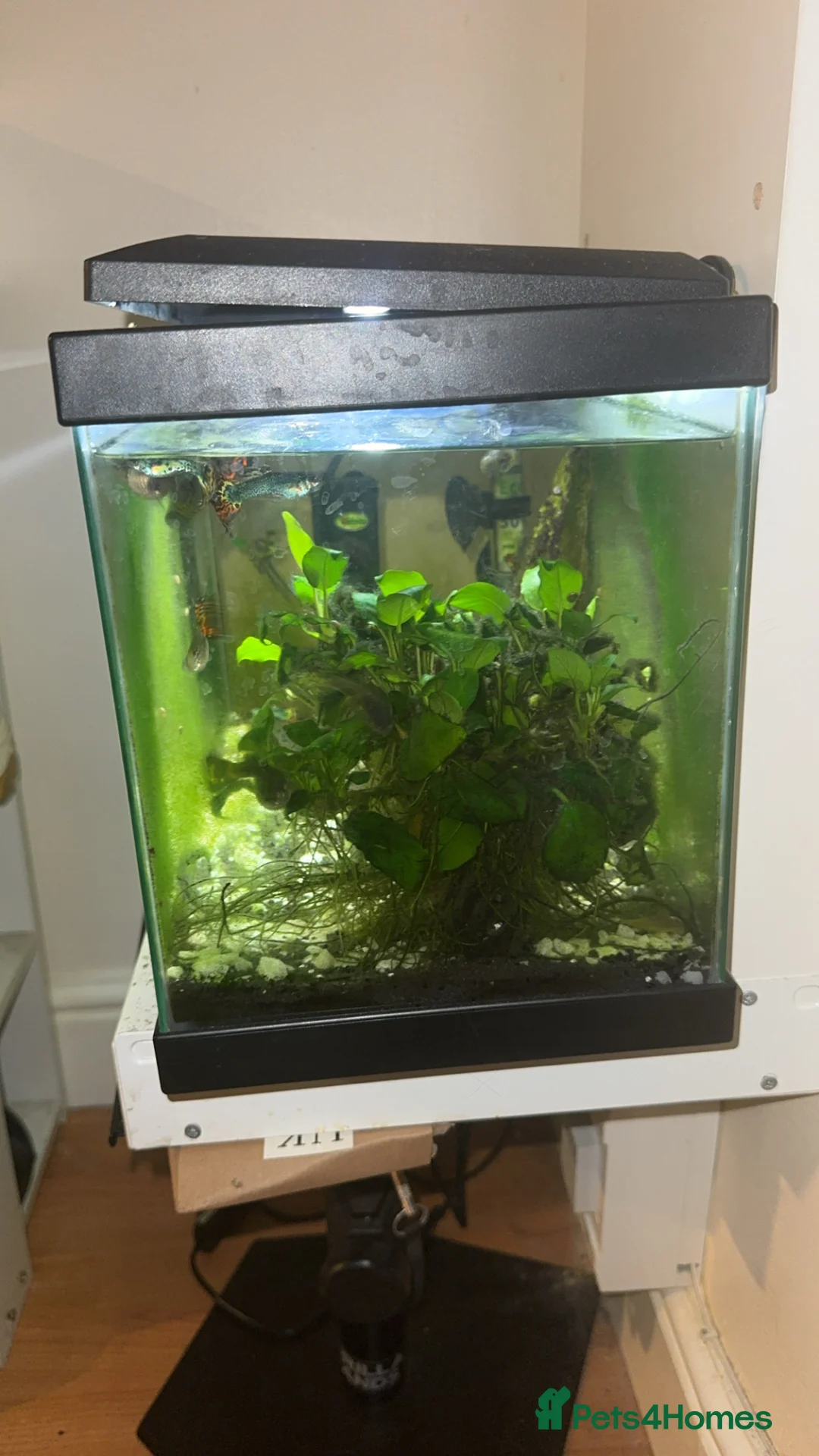Bettas fish for sale: Two fish tanks  - Advert 1