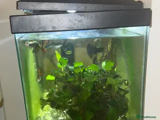 Bettas fish Two fish tanks - Advert 1