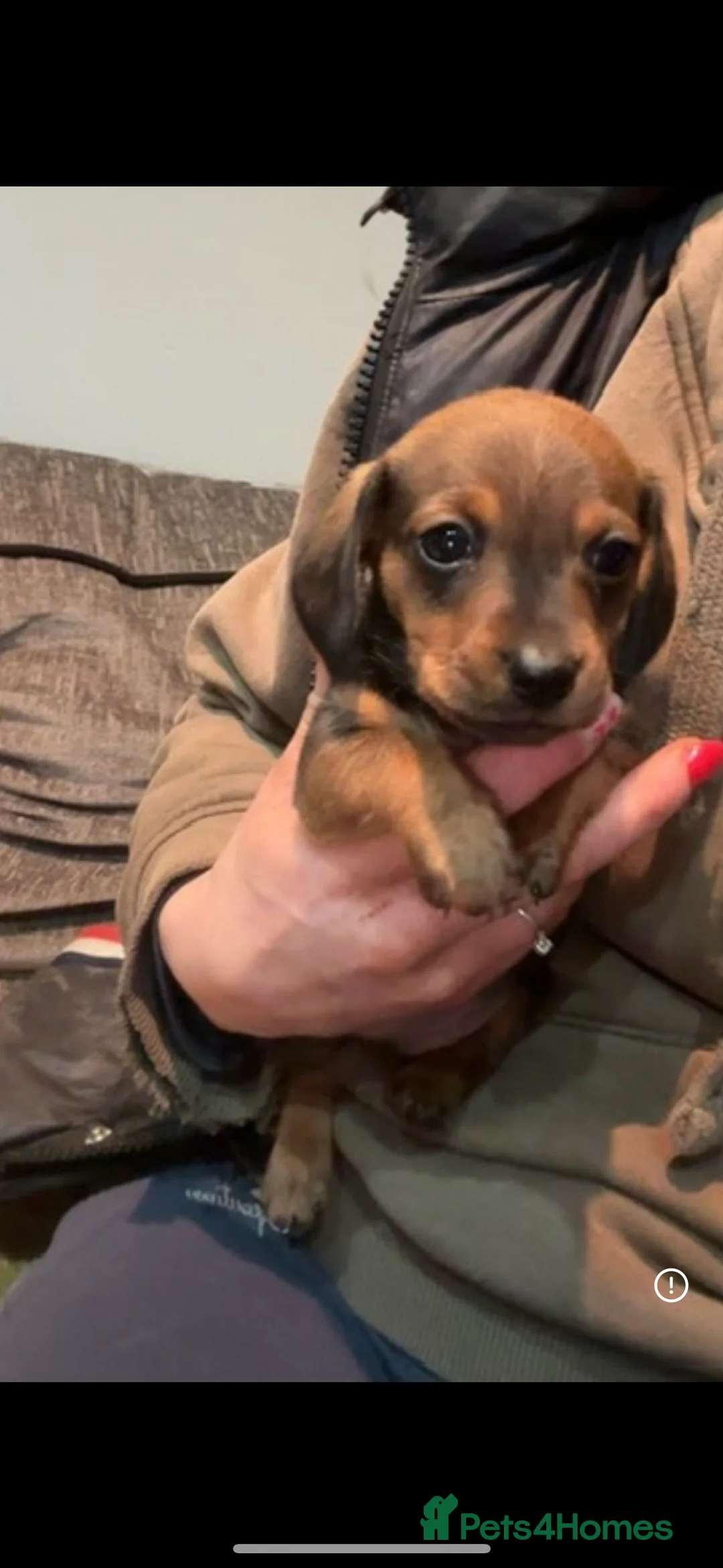 Miniature Dachshund dogs for sale: READY 8th March Miniature LH dachshund puppies  - Advert 8