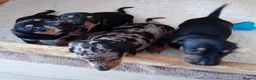 Miniature Dachshund dogs for sale: Shorthaired miniature dachshunds in Glenrothes - Advert 8