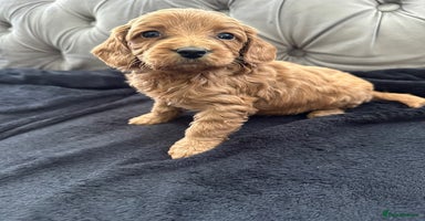 Cavapoo dogs - Advert 1