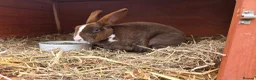 Rex rabbits for sale: Cute litter of Mini Rex baby bunnies - Advert 8