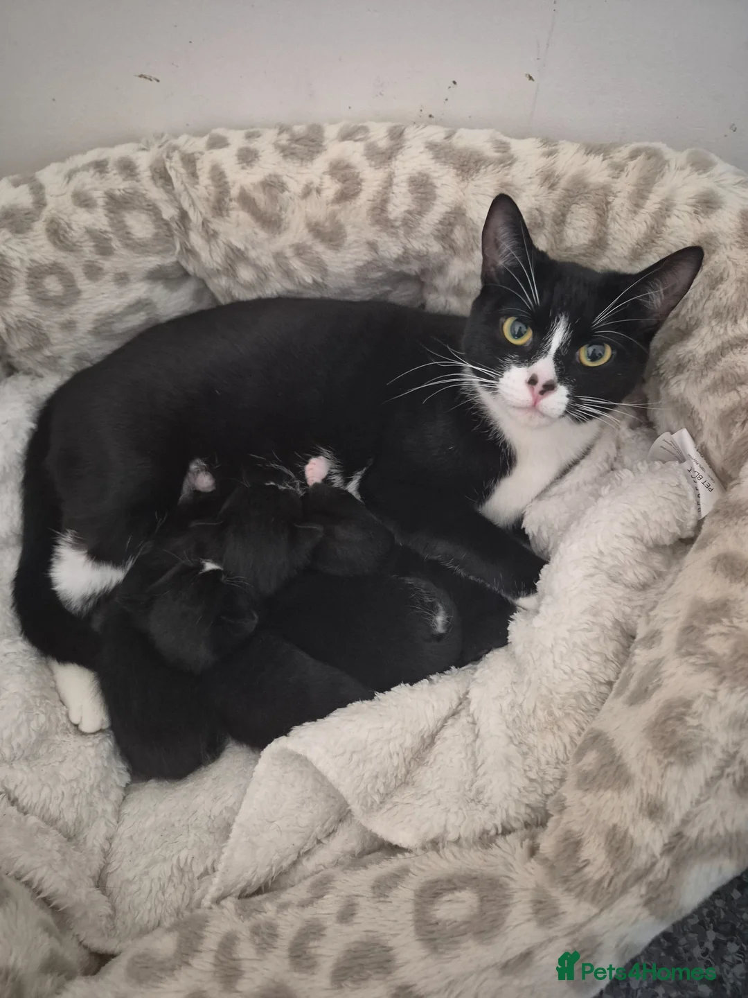 Mixed Breed cats for sale: Dolli's Little Mix  - Advert 1