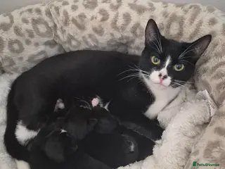 Mixed Breed cats Dolli's Little Mix - Advert 1