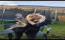 Savannah cats for sale: Full savannah girl  - Image 3