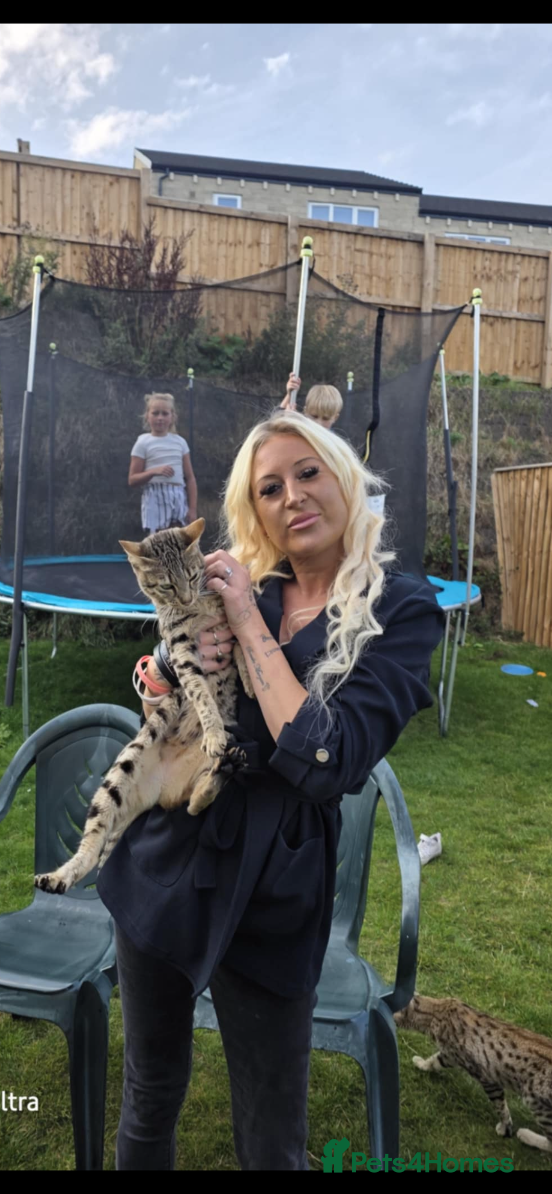 Savannah cats for sale: Full savannah girl  - Image 3