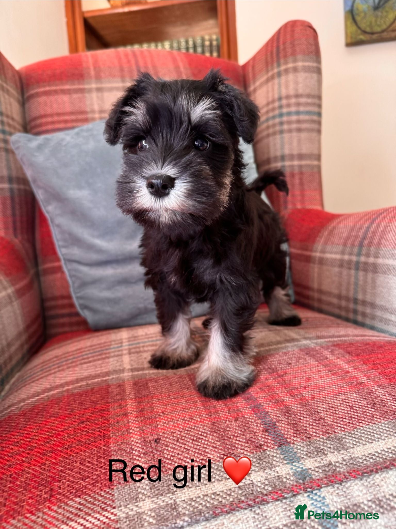 Miniature Schnauzer dogs KC Registered, Health Tested Puppies available  - Advert 2