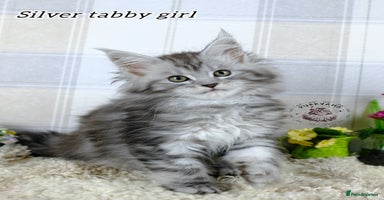 Maine Coon cats - Advert 5
