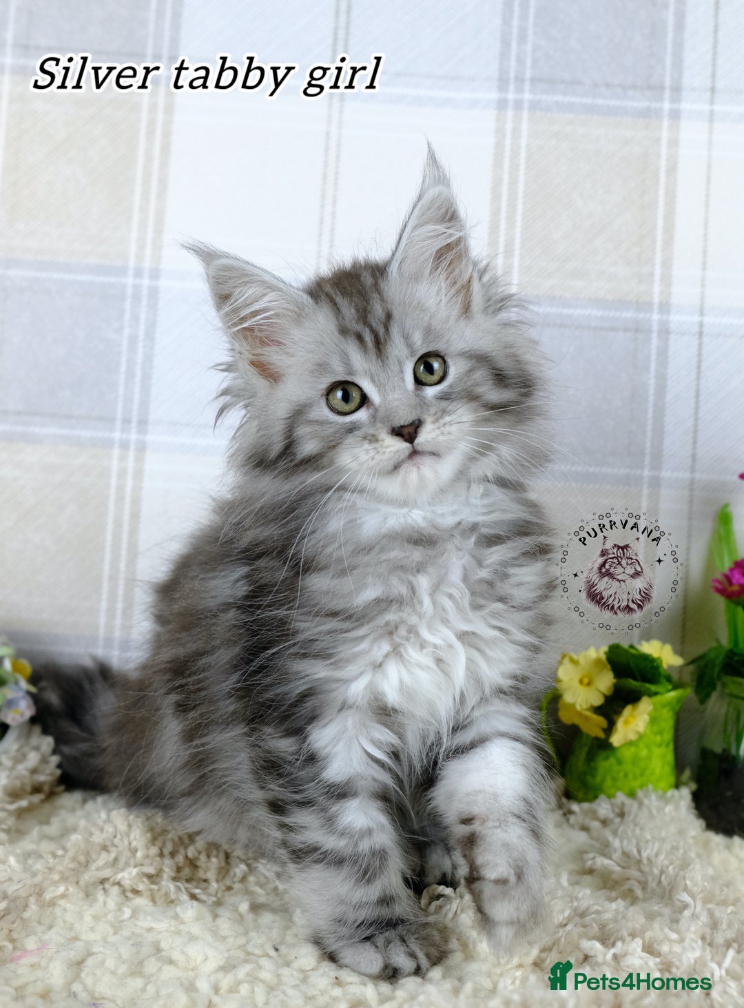 Maine Coon cats for sale: Stunning Maine coon kittens TICA registration - Image 2