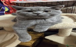 British Shorthair cats for sale: Beautiful full pedigree British  - Image 7