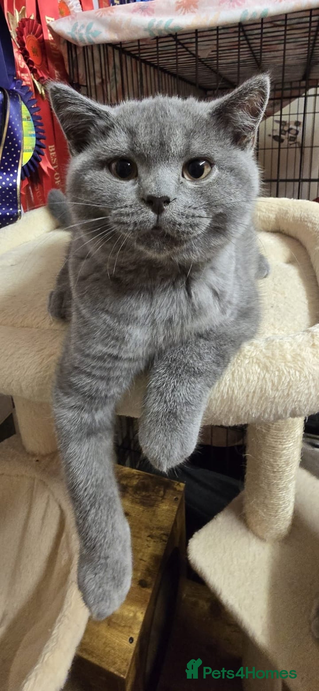 British Shorthair cats for sale: Beautiful full pedigree British  - Image 7