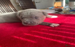 Staffordshire Bull Terrier dogs for sale: Mariusz  - Image 28