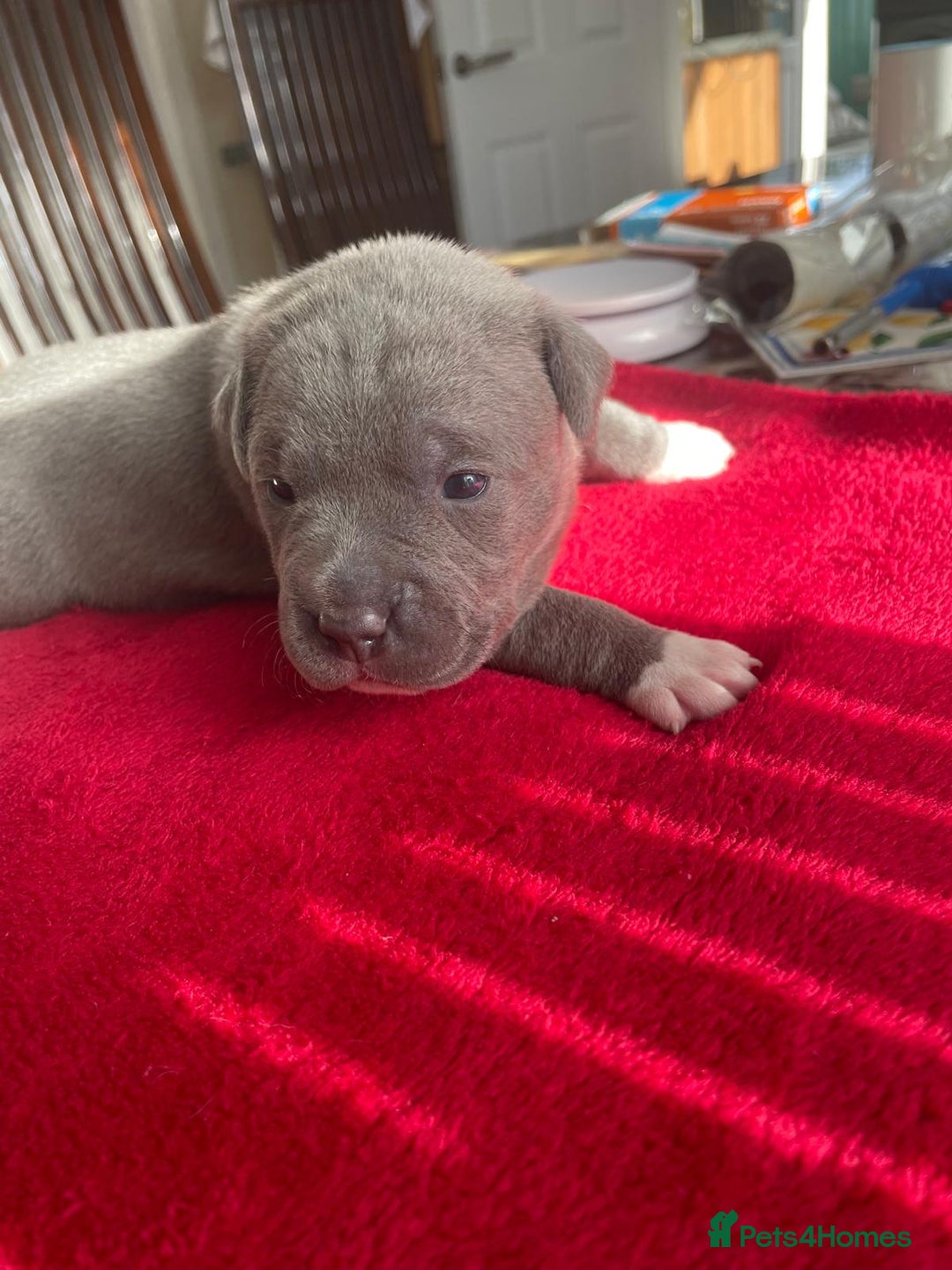 Staffordshire Bull Terrier dogs for sale: Mariusz  - Image 28