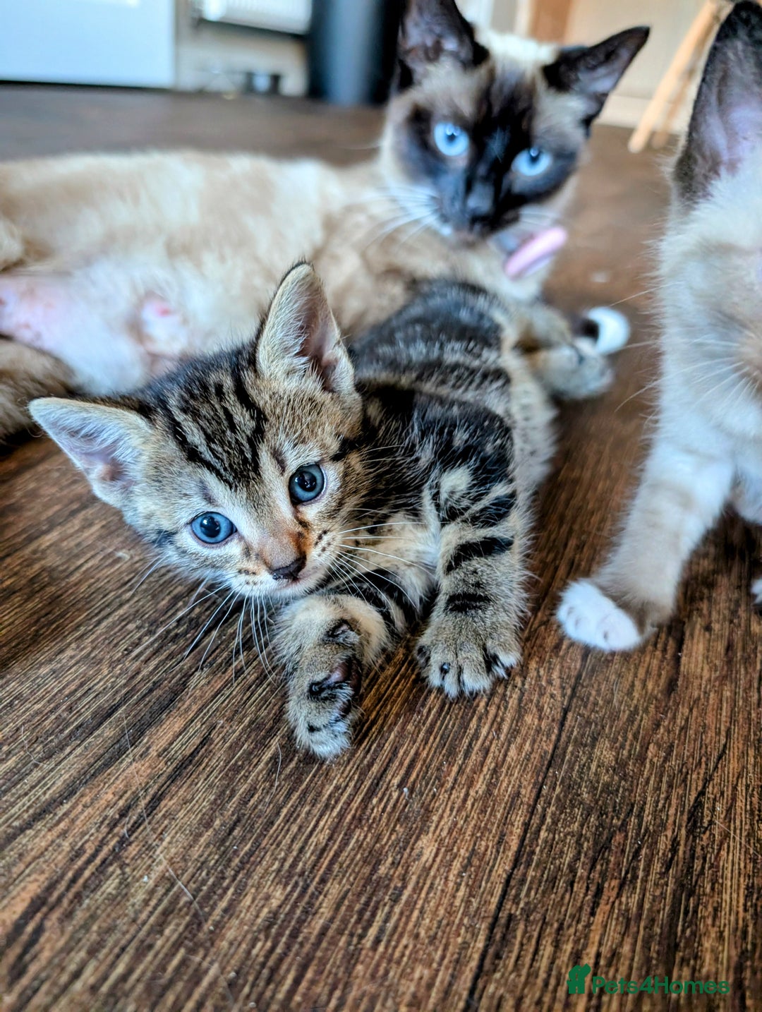 Mixed Breed cats for sale: 4 beautiful kittens looking for their forever home - Image 12