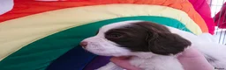 English Springer Spaniel dogs for sale: KC Homebred Health Tested Vet Social Pups 🩷 - Advert 24