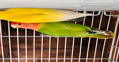 Lovebirds birds - Advert 12