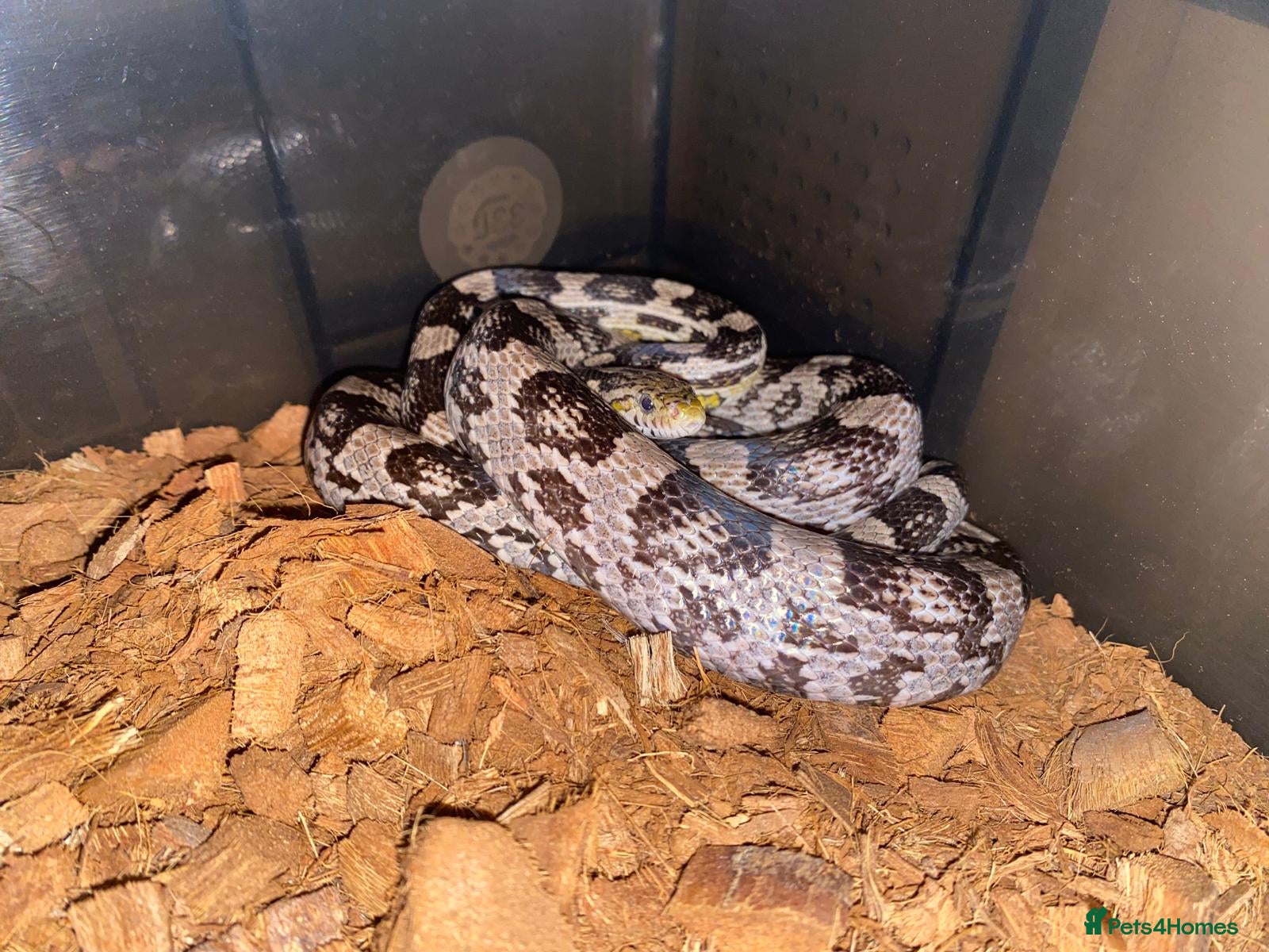Corn Snake reptiles for sale: Corn snakes - Advert 4