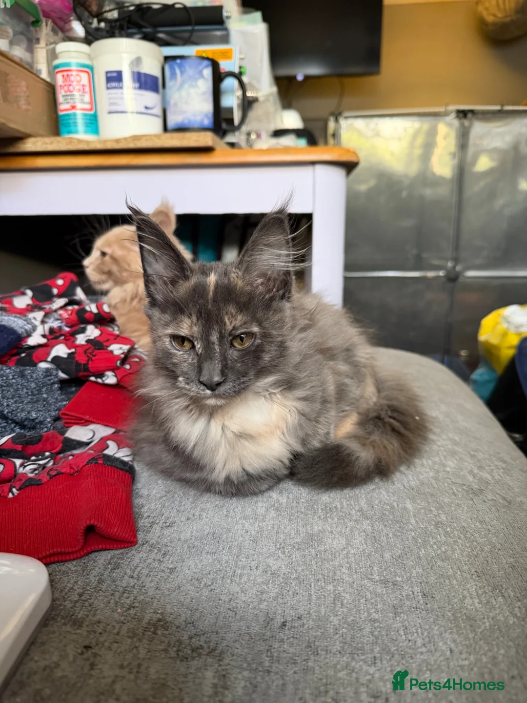 Maine Coon cats for sale: Maine Coon kittens and adults - Advert 2