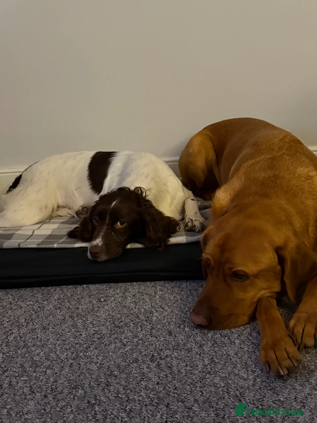 English Springer Spaniel dogs for sale: Fully trained ESS - Advert 11