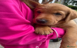Mixed Breed dogs for sale: 3/4 Red Labrador 1/4 Golden Retriever  - Image 1