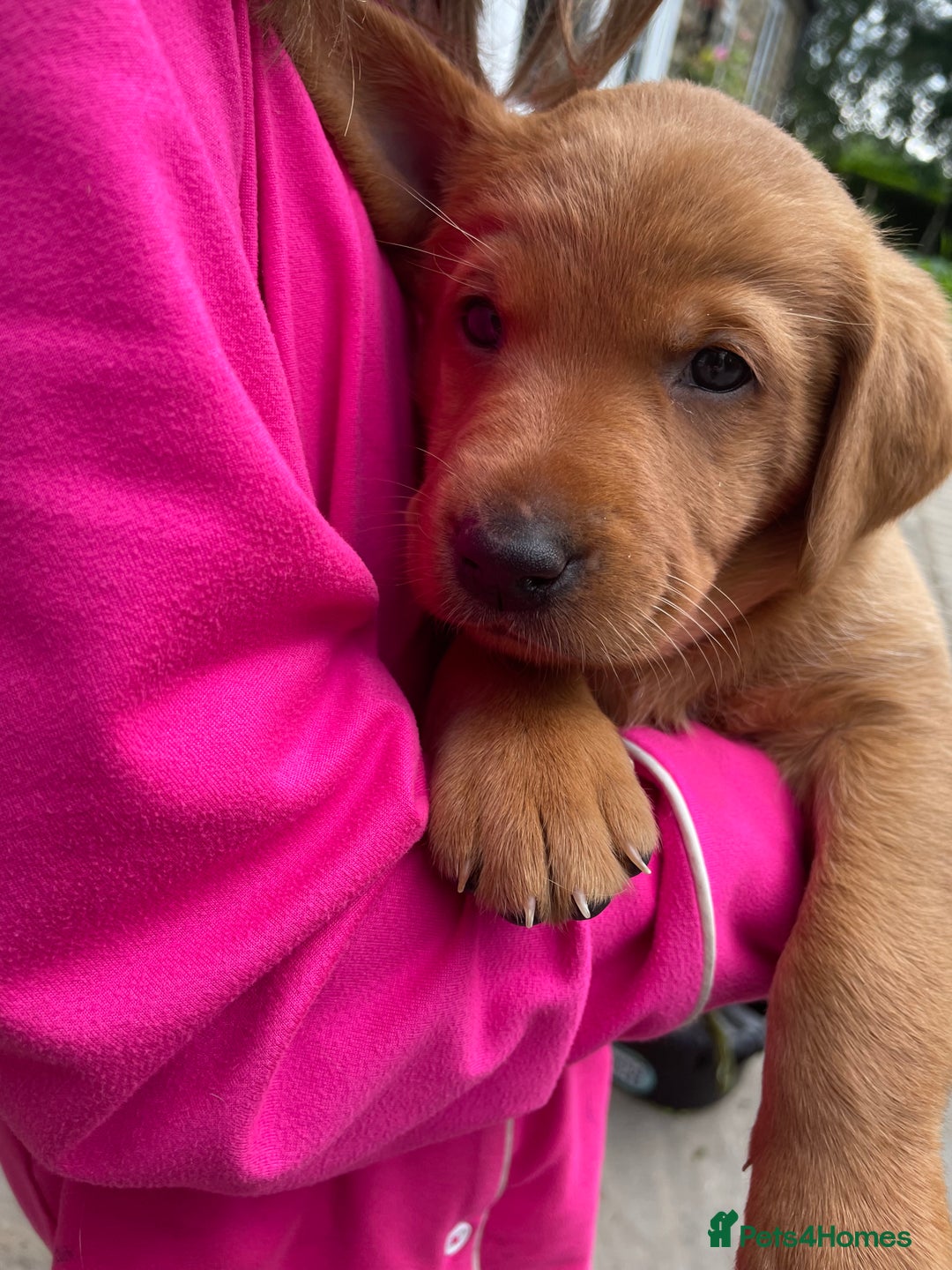Mixed Breed dogs for sale: 3/4 Red Labrador 1/4 Golden Retriever  - Image 1