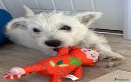West Highland Terrier dogs for sale: Adorable WestHighland White Pups - Image 4