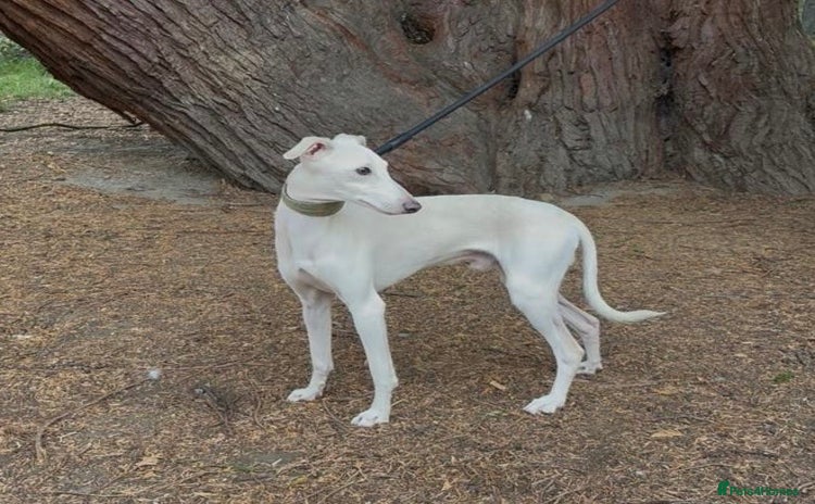 Italian Greyhound dogs - Advert 5