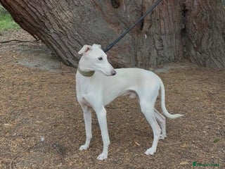 Italian Greyhound dogs MR RALPH AT STUD ( HEALTH TESTED ) - Advert 7