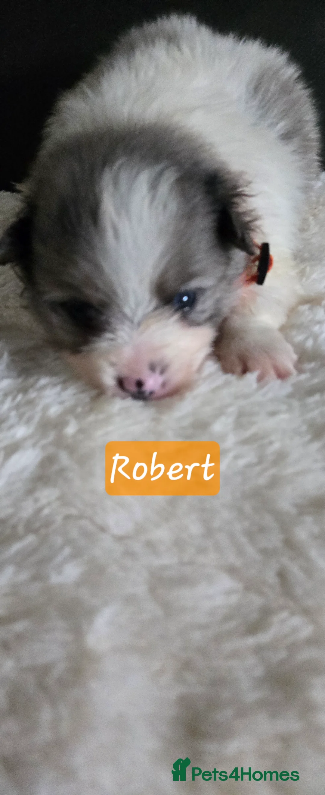 Pomeranian dogs for sale: Gorgeous pomeranian pups - Advert 2