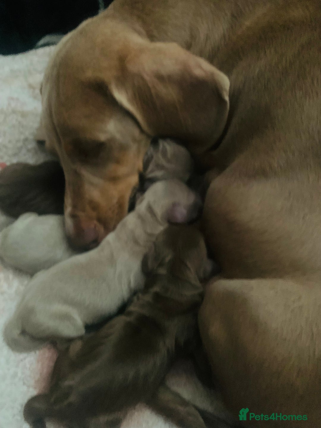 Miniature Dachshund dogs for sale: Miniature Dachshund KC  - Image 6