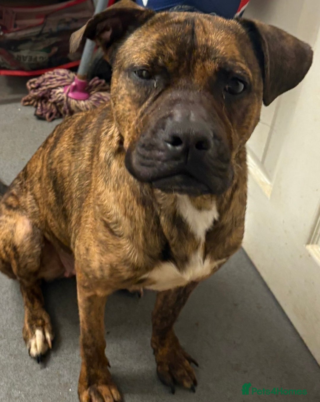 Staffordshire Bull Terrier dogs for sale: Male staff for sale  - Advert 2