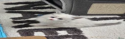 Ragdoll cats for sale: Stunning Blue–Ragdoll Kittens for Sale ✨ - Advert 8