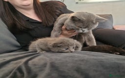 British Shorthair cats for sale: Beautiful British shorthair female kittens - Image 14