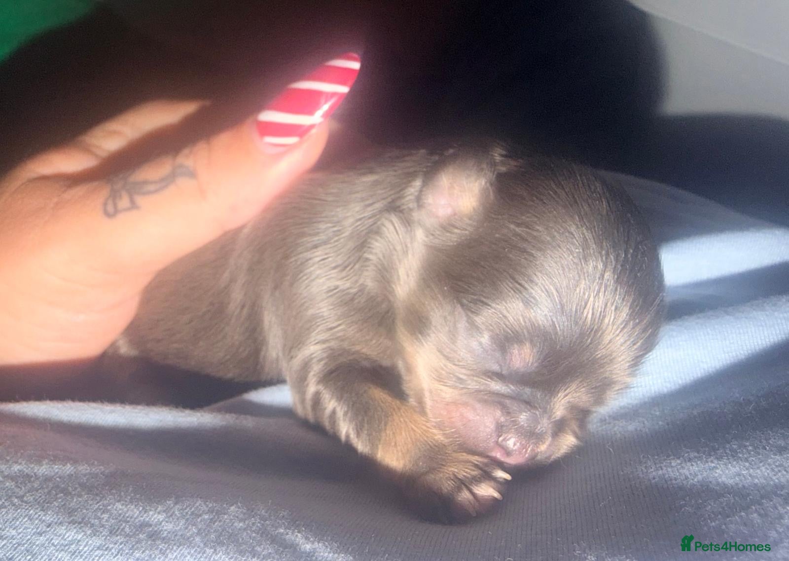 Mixed Breed dogs Gorgeous malchi’s  - Advert 4